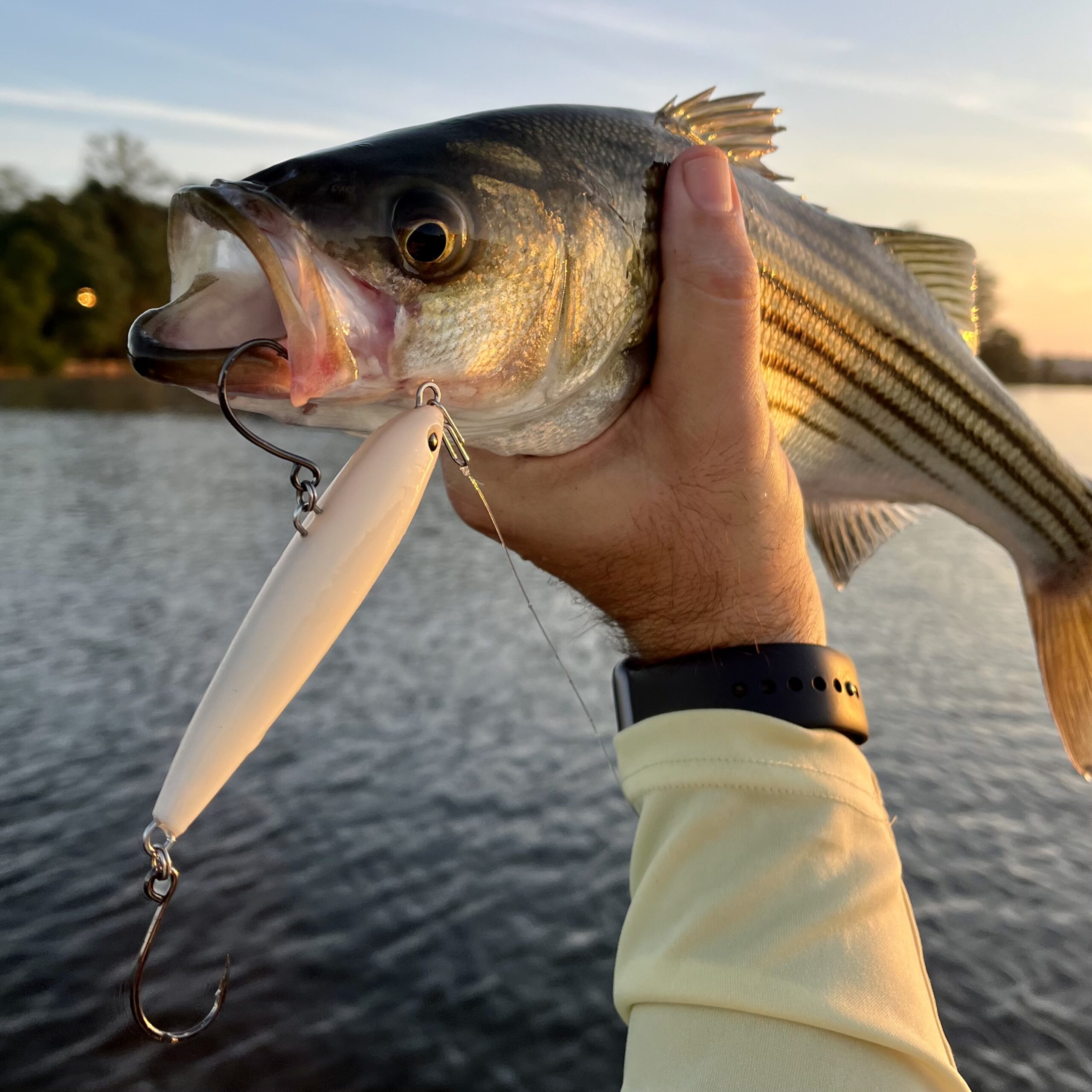 Read more about the article Hit & Miss Stripers