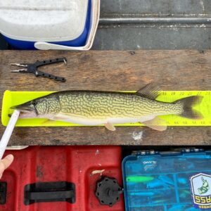 Read more about the article Pickerel Tournament Kicks Off 11/1
