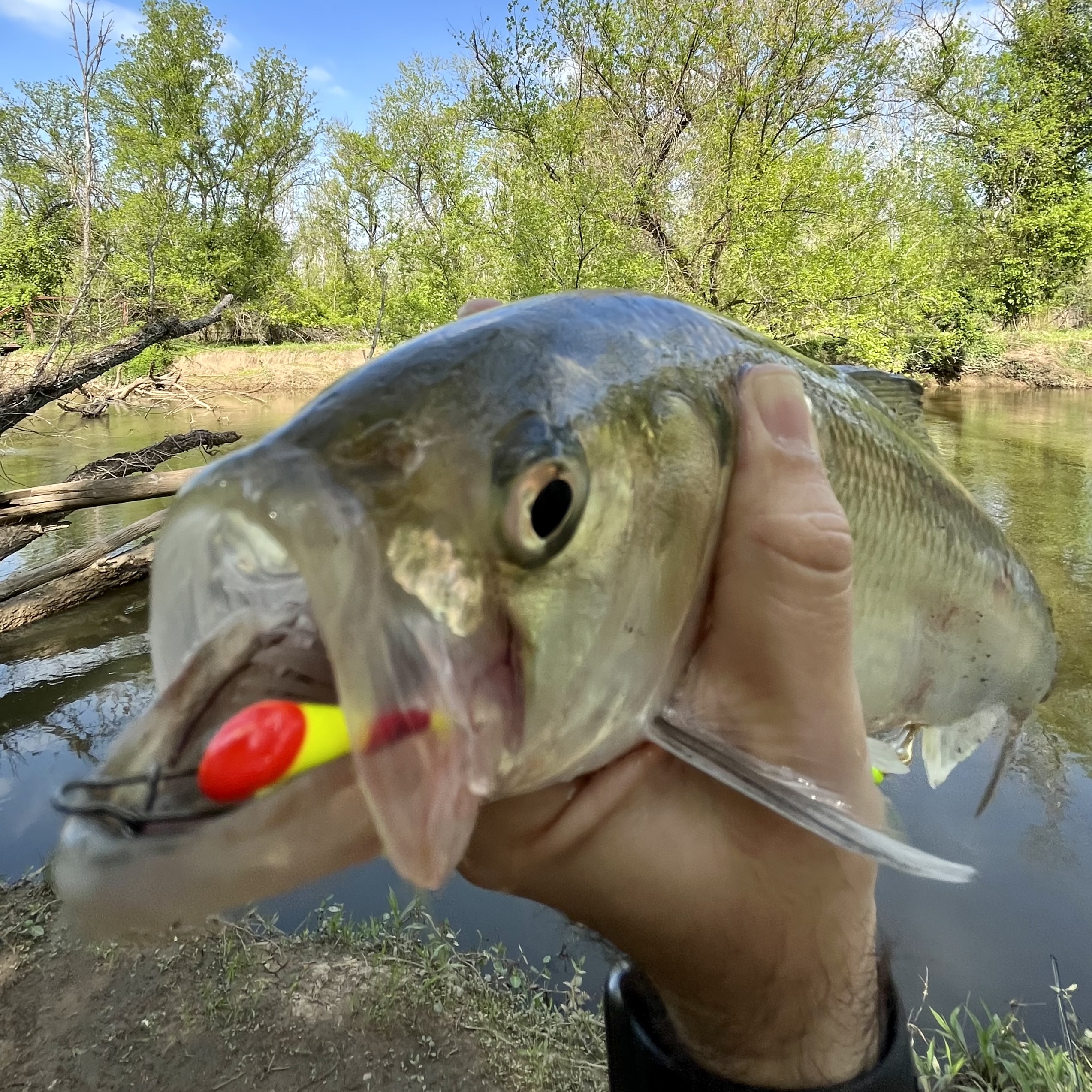 Read more about the article The Spring Shad Run