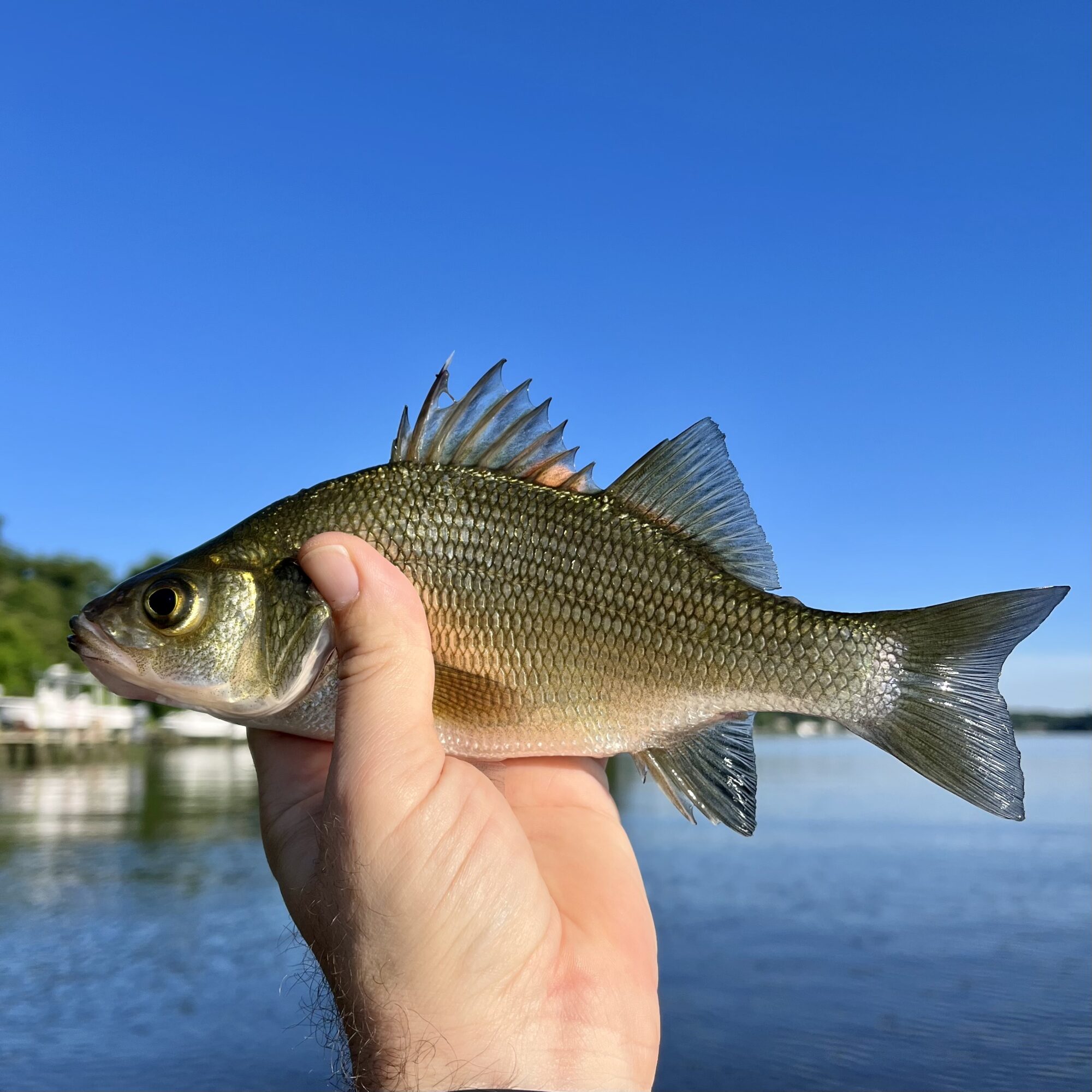 Read more about the article Perch Jerkin’