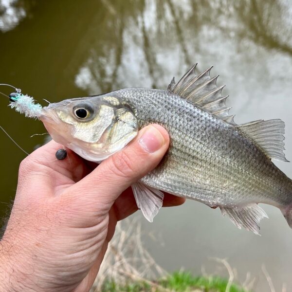 Perch Posts Queen Perch - Reel Chesapeake