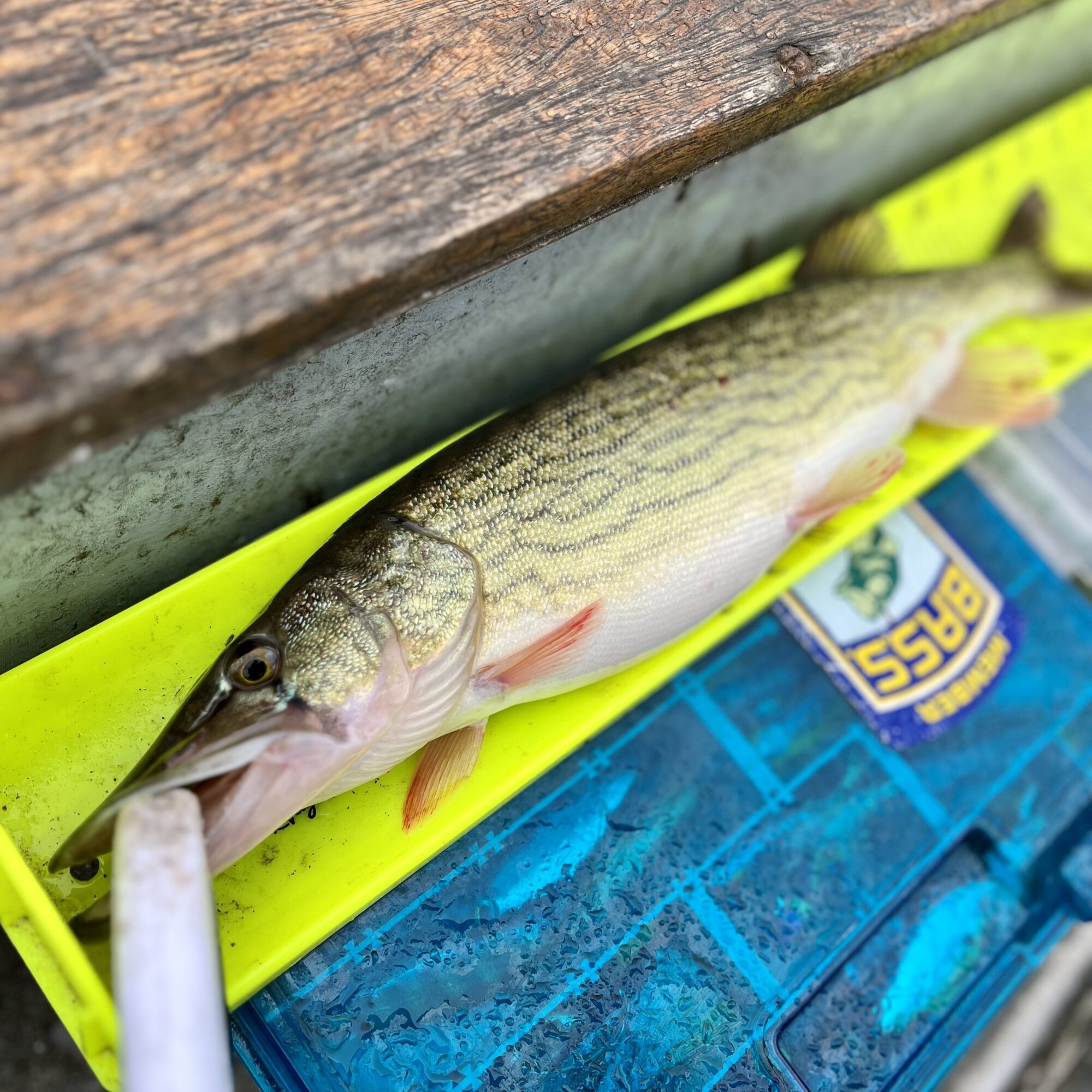 Read more about the article Weekly Creel : Angling & Conservation News