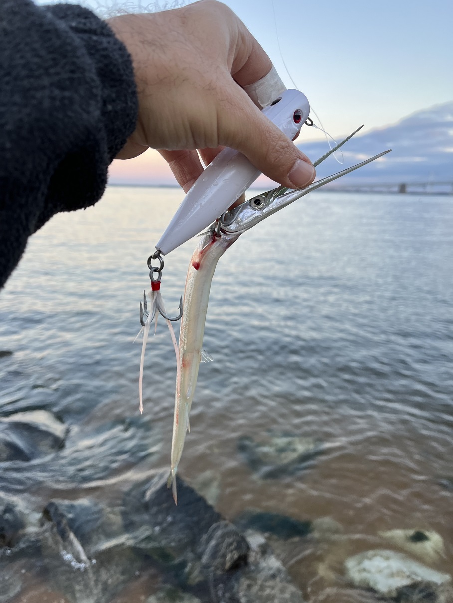 Weekly Fishing Report - Reel Chesapeake