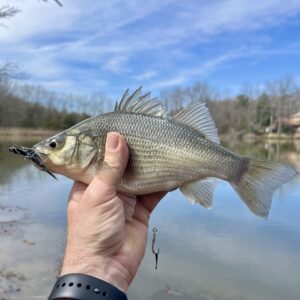 Fish in a Barrel - Reel Chesapeake