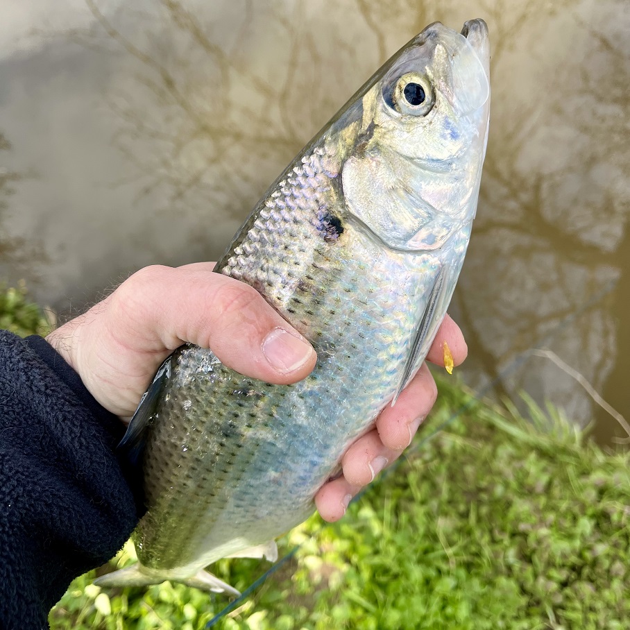 Read more about the article Spring Shad Runs Starting Early