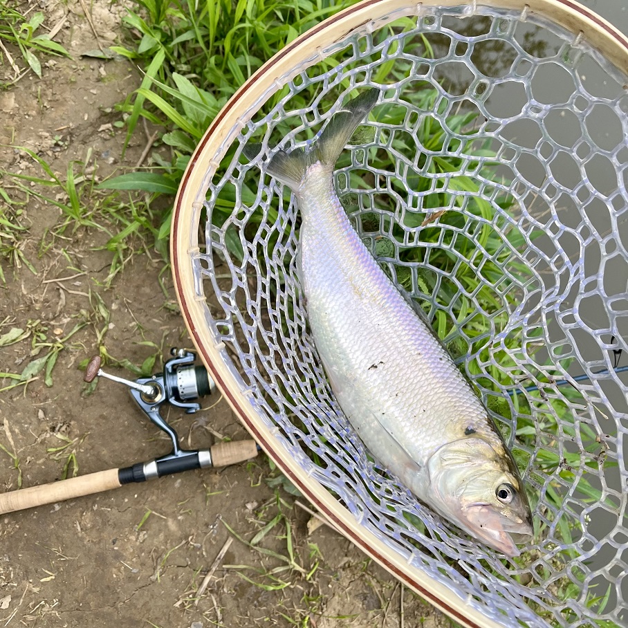 Shad Fishing Slam