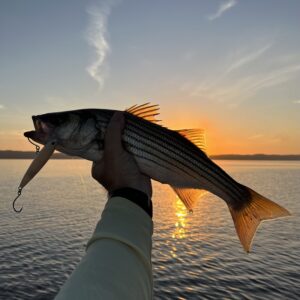 Read more about the article Striped Bass Season Opens: Sunrise Seekers Awaken