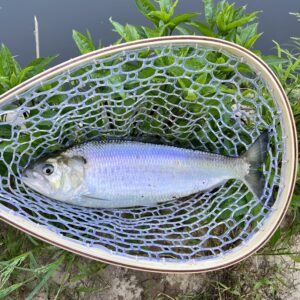 Read more about the article Mild, Then Hot Spring Fishing