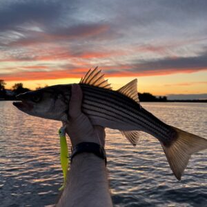 Read more about the article Night Moves: Stripers at Dusk