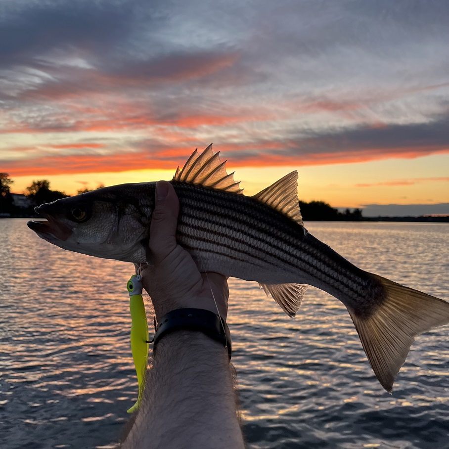 You are currently viewing Night Moves: Stripers at Dusk