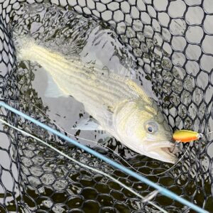 Read more about the article Striped Bass Topwater Fiesta