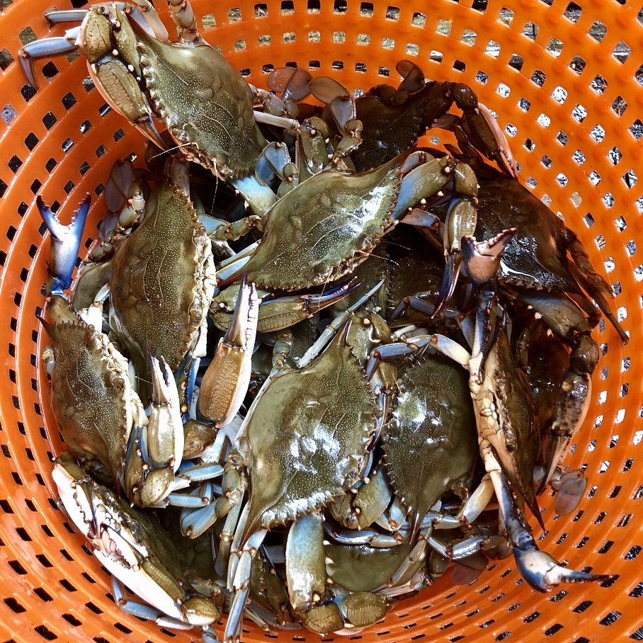 Read more about the article Blue Crabs 101