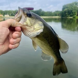 Read more about the article Bass Fishing at Wye Mills