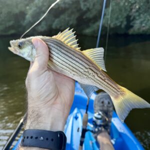 Read more about the article Dude, Where’s My Fish?