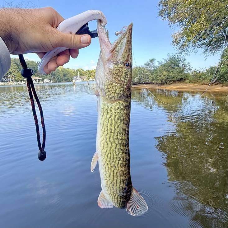 Read more about the article Cool in the Creek