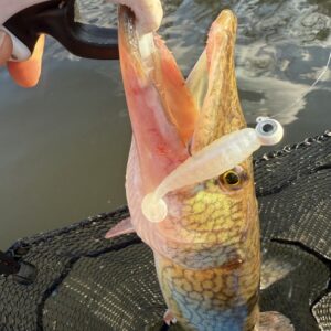 Wonderful Pickerel Fishing!