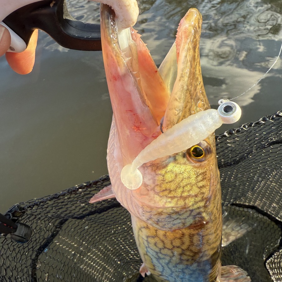 Wonderful Pickerel Fishing!