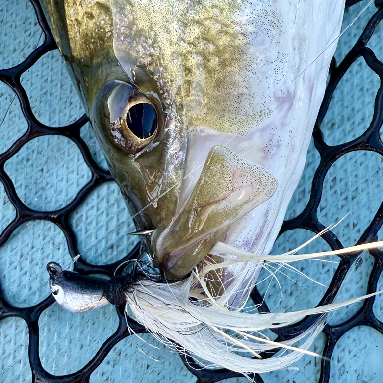 Read more about the article 2025 Angling & Adventure Review