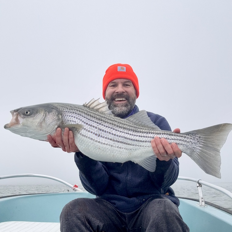 Big Striped Bass in Annapolis