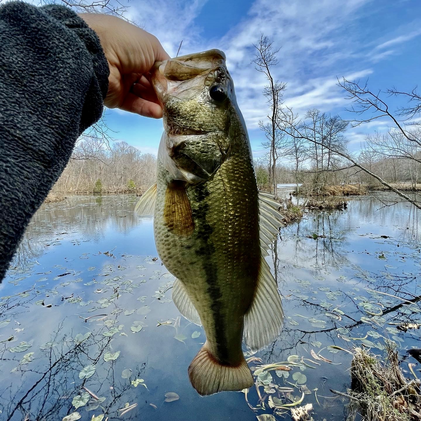 25′-26′ Maryland Largemouth Bass Report Posted