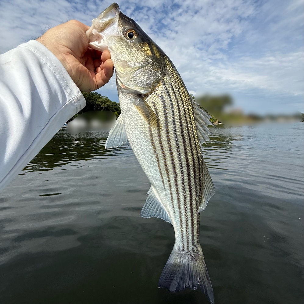 Schoolies in the River