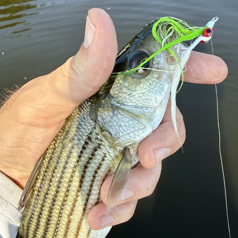 Read more about the article Modest Gains on the Fly