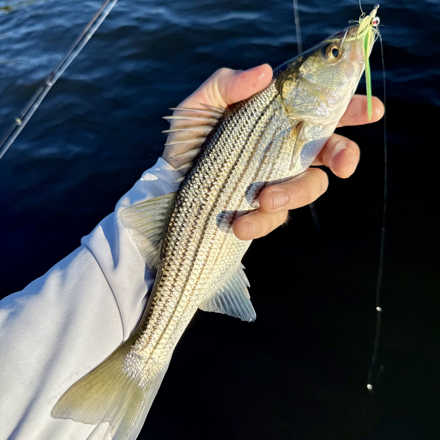 Gorgeous Morning, Beautiful Fish
