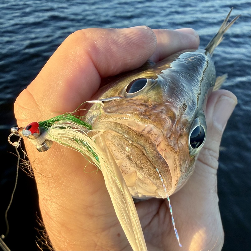 Read more about the article Thank You, Mr. Perch!